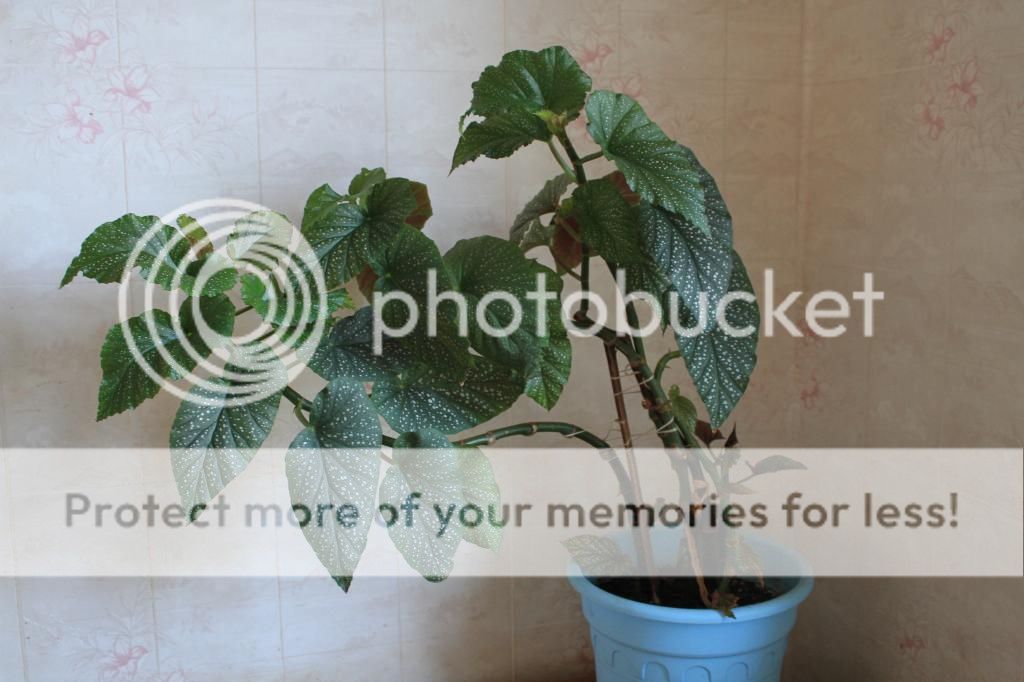 photo IMG_9935_zps24b548cb.jpg