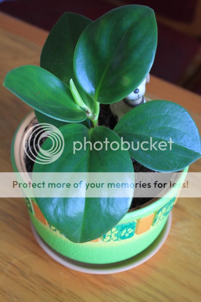 photo IMG_9939_zpsc3357c2f.jpg