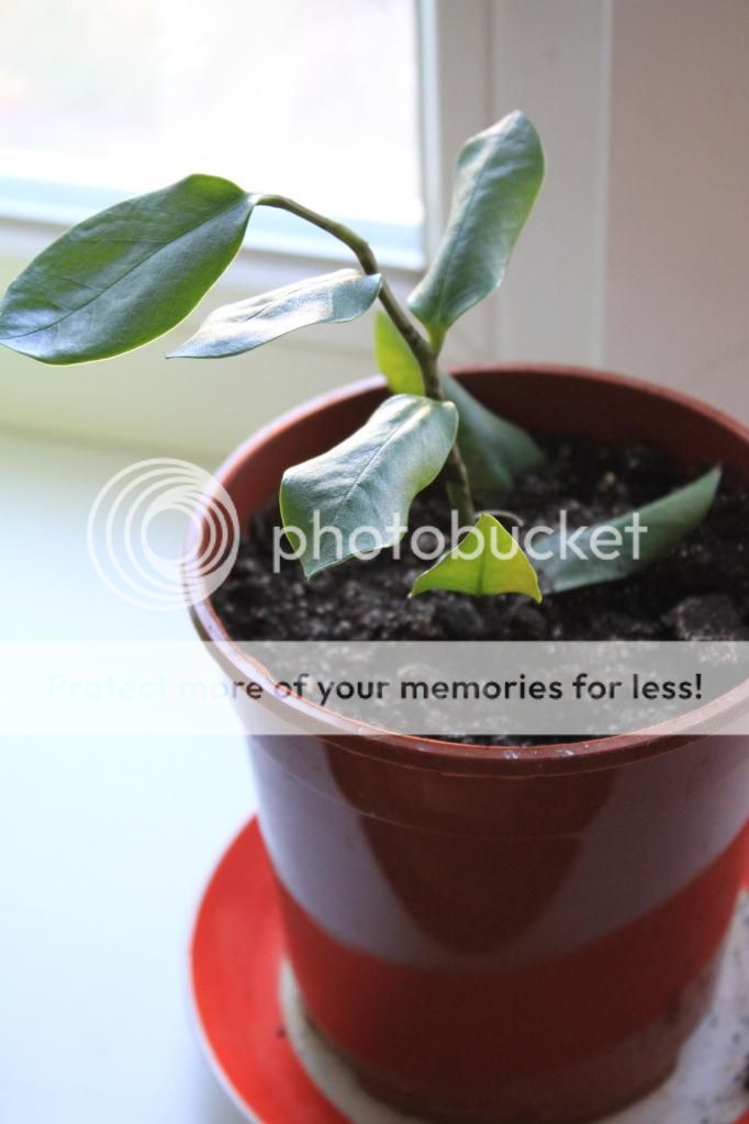 photo IMG_9952_zps2e0637b4.jpg