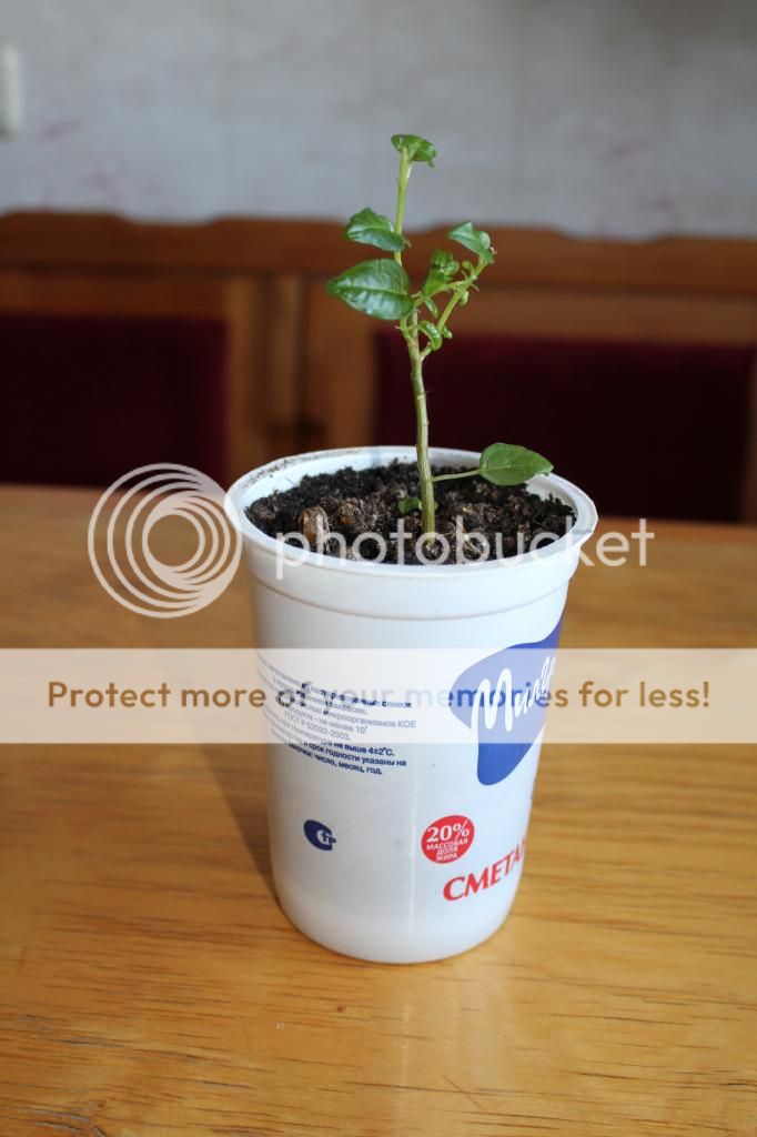 photo IMG_9955_zpsada8a360.jpg