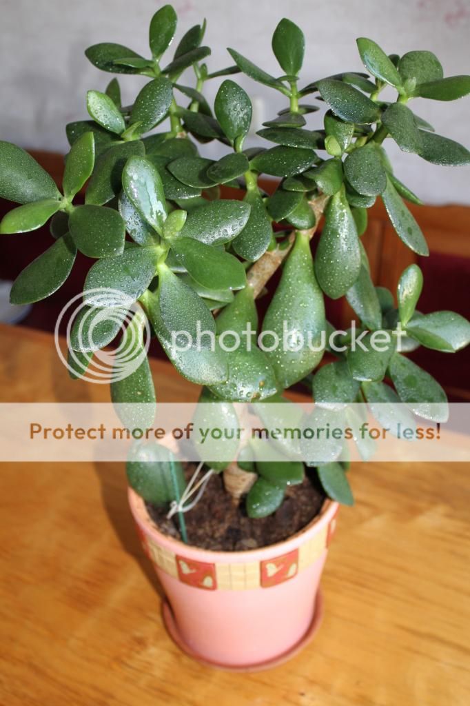 photo IMG_9957_zpsc69f7813.jpg