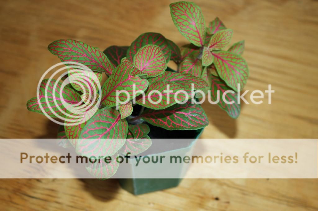 photo IMG_9959_zps8bb25cf6.jpg