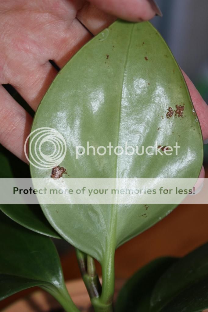 photo IMG_9963_zpsada5eb0a.jpg