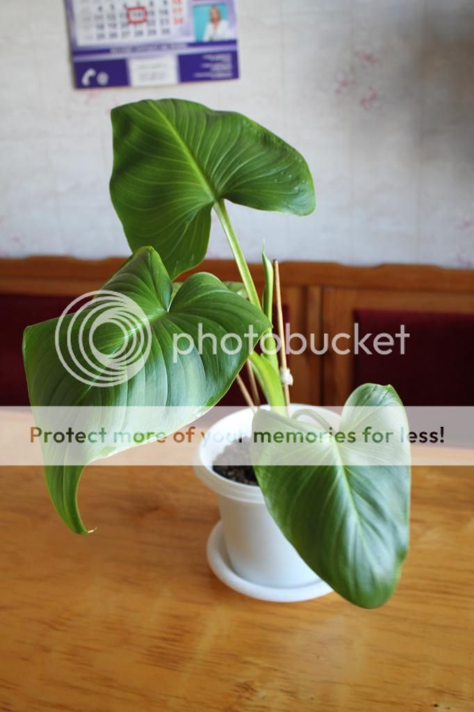 photo IMG_9968_zps8137f078.jpg