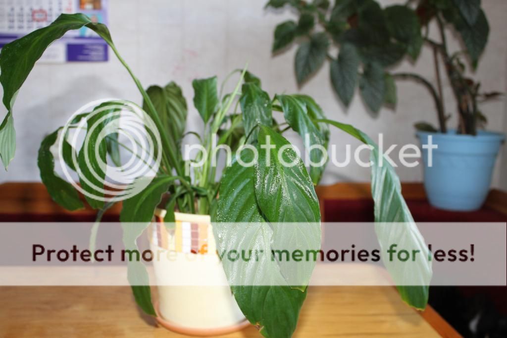 photo IMG_9971_zpsbda02c7a.jpg