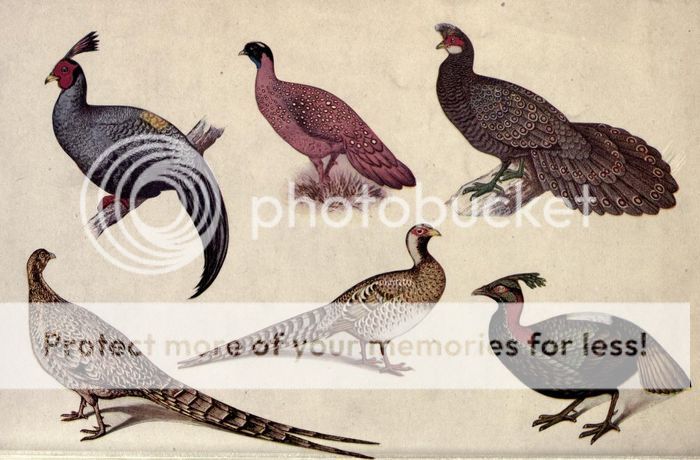 Vintage Pheasant Game Bird Hunting Shooting Farming Research History 26 Books CD